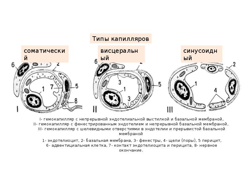 Структурные элементы стенки гемокапилляра 1 типа