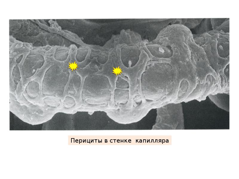 Перициты в стенке капилляров