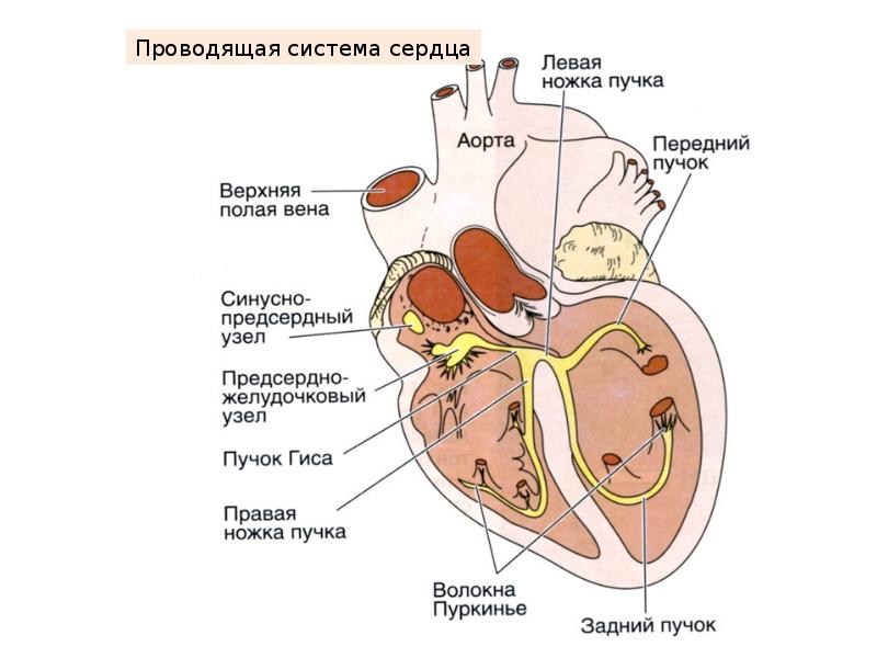 Проводящая система сердца анатомия рисунок