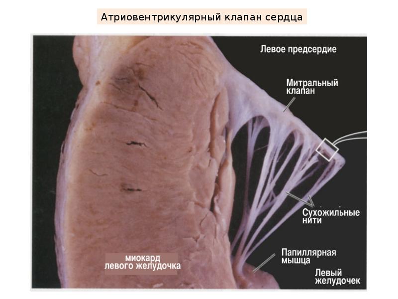 Сердечно сосудистая система гистология презентация