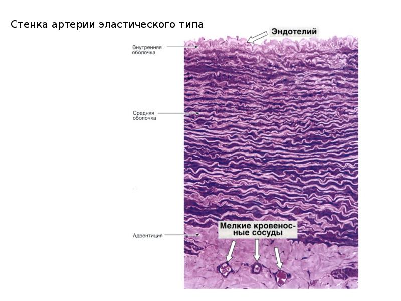 Аорта рисунок гистология