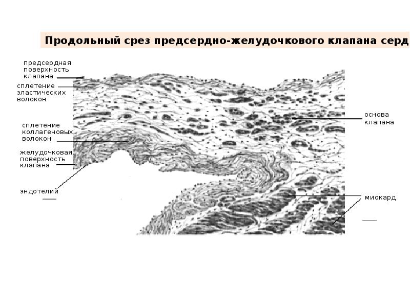 Митральный клапан гистология рисунок