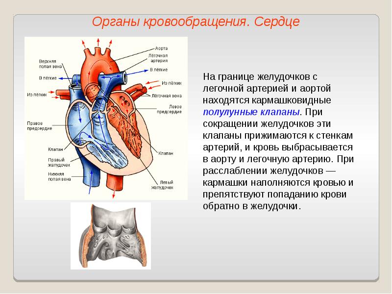 Презентация кровообращение и лимфообращение 8 класс пасечник