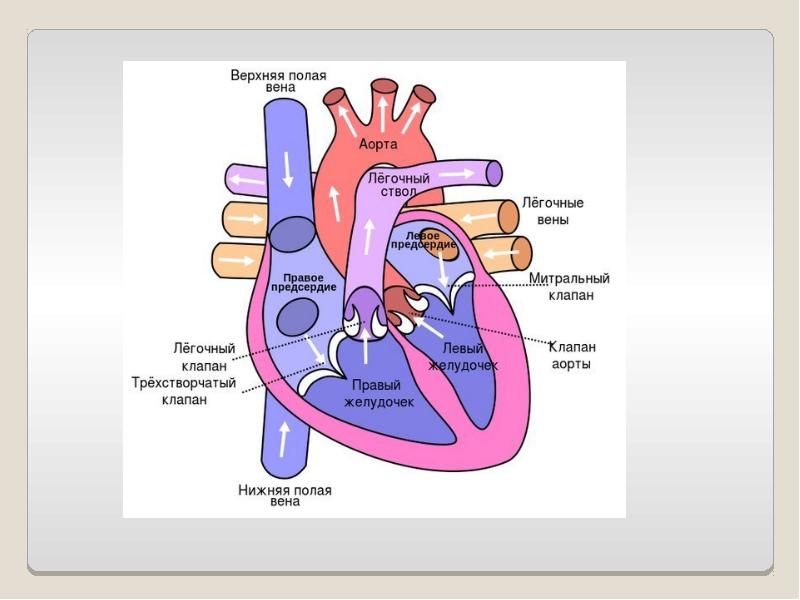 Схема работы сердца человека
