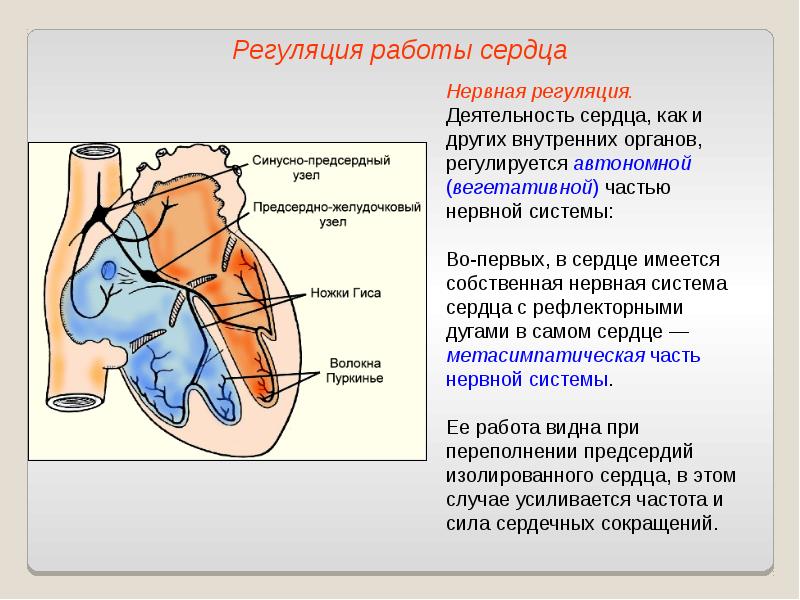 Регуляция работы сердца схема