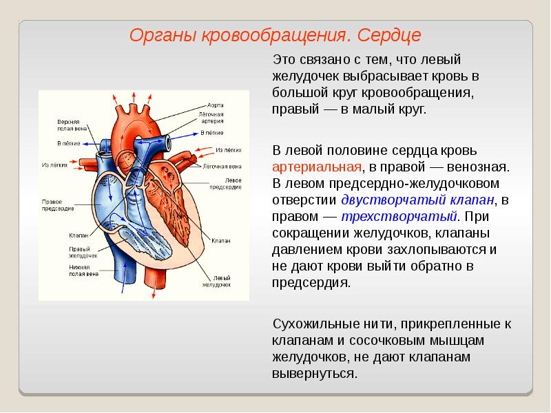 Схема работы сердца человека