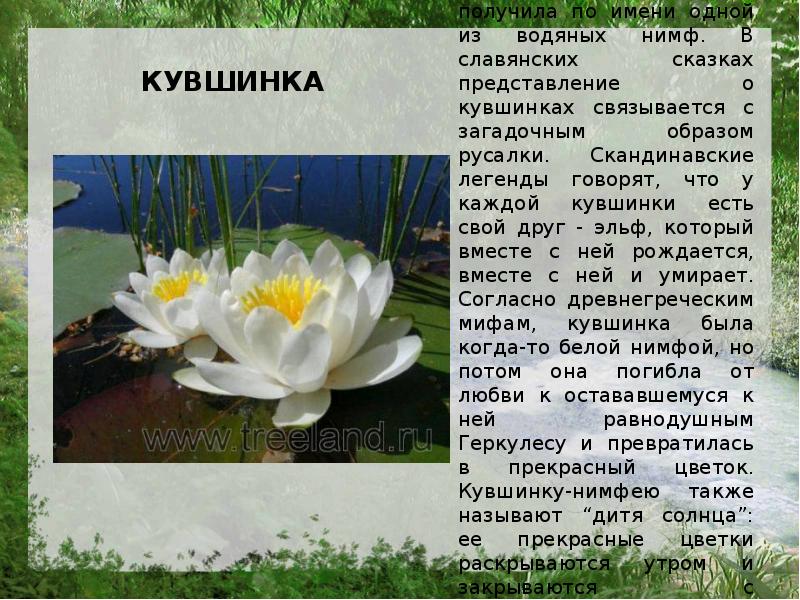 Факты о кувшинке. Легенда о кувшинке. Очень важная информация о кувшинках. Русский язык 3 класс сочинение о кувшинке.