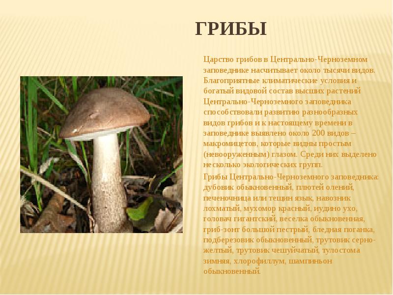 Определите царство в котором насчитывается около 5. Богаче видовой состав. васнецова а. &quot;грибное царство&quot;.