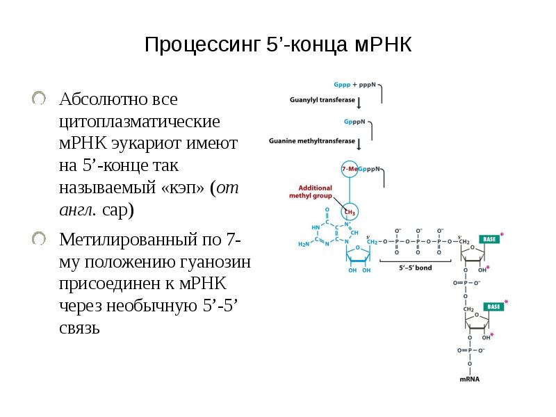 3 созревания рнк. Процессинг матричной РНК. Схема процессинга РНК. Процессинг м-РНК У эукариот. Процессинг МРНК У эукариот.