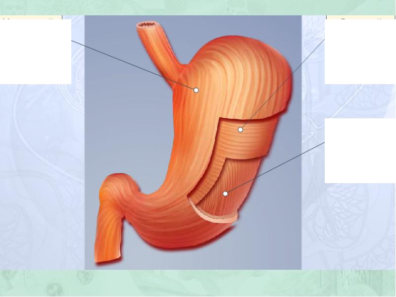 Желудок спб. Пищеварение в желудке и двенадцатиперстной кишки. Пищеварение в желудочке и двенадцатиперстной кишки. Пищеварение в желудке и двенадцатиперстная кишке. Строение желудка и двенадцатиперстной кишки.
