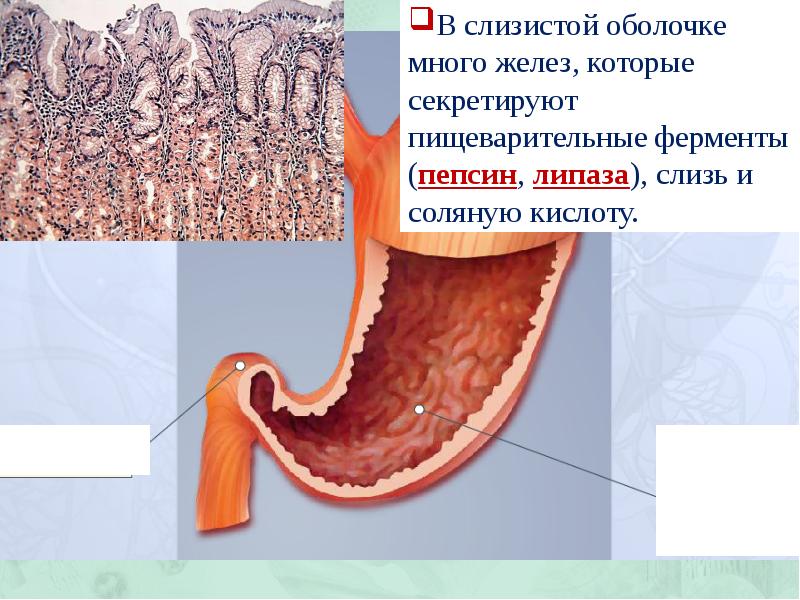 Пищеварение в желудке и двенадцатиперстной кишке действие ферментов 8 класс презентация