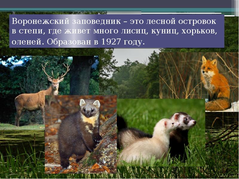 Воронежский заповедник – это лесной островок в степи, где живет много