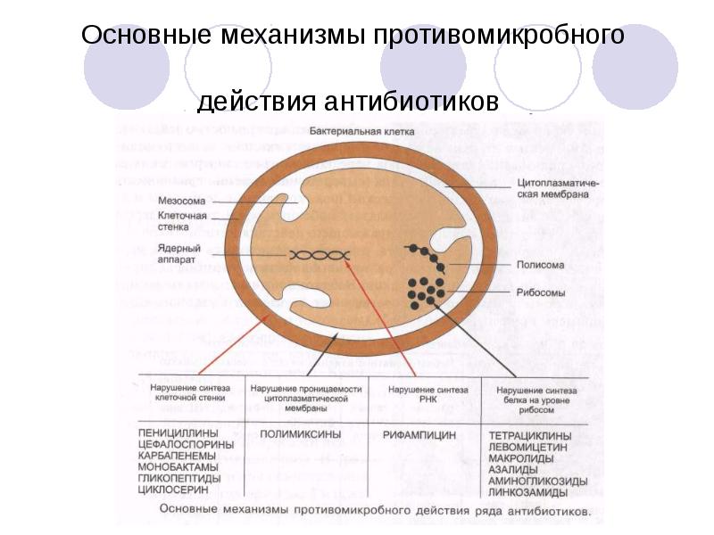 Механизм действия антибиотиков схема