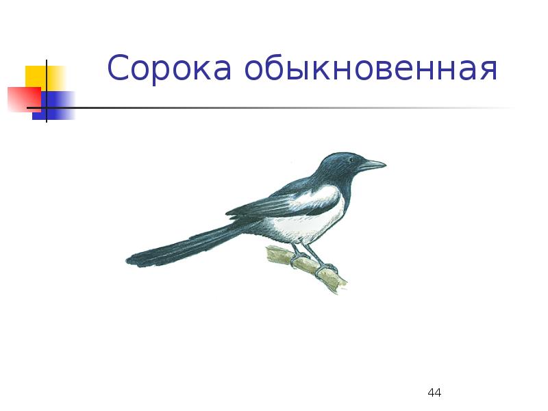 Сорока обыкновенная. Обыкновенная сорока систематика. Сорока обыкновенная гнездо. Сорока без хвоста.