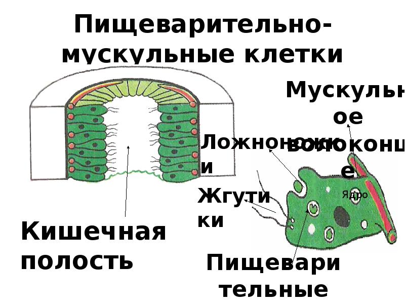 Пищеварение клетки. Пищеварительно-мускульные клетки. Пищеварительно мускульные клетки кишечнополостных. Строение пищеварительной мускульной клетки. Пищеварительно-мускульная функция кишечнополостных.