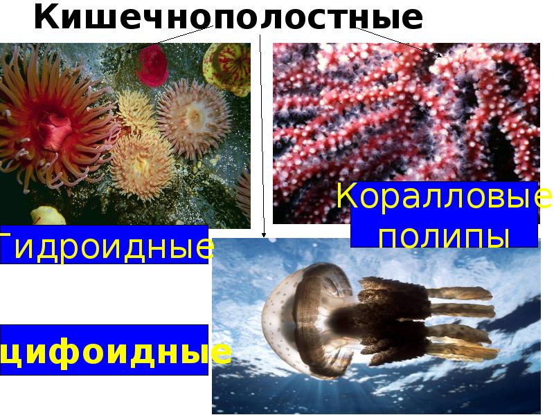 Морские кишечнополостные презентация