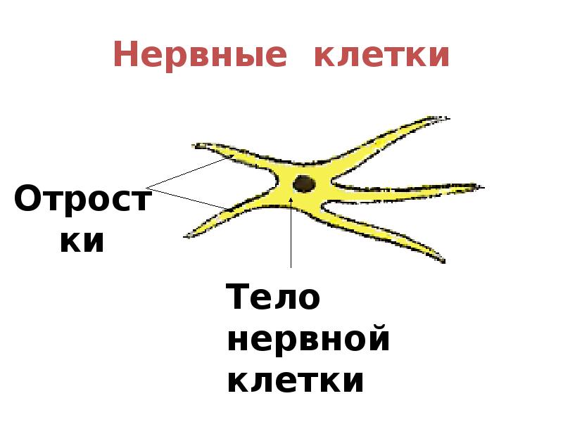 Отростки клетки. Мягкая игрушка нервная клетка. Отросток нервной клетки 5 букв сканворд. Отросток нервной клетки 6 букв сканворд. Нервные клетки где купить.