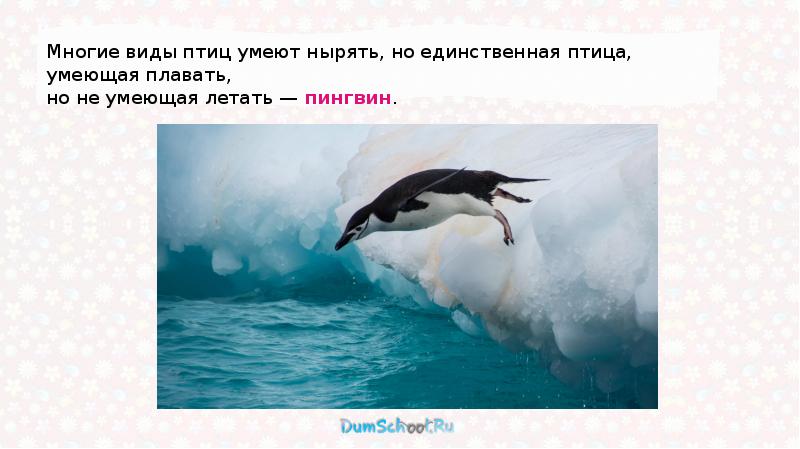 Все птицы умеют летать отрицание к высказыванию. Птица умеющая нырять. Птицы которые умеют нырять. Единственная птица умеющая плавать но не умеющая летать. Многое умеют птицы.