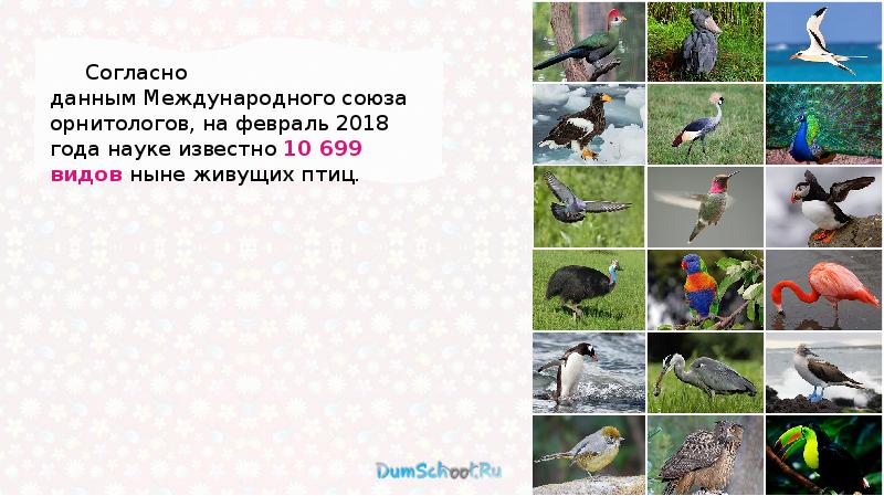 Птичка на какой вопрос отвечает. Какая птица летает выше. Вопросы про птиц. Вопросы про птиц. Вопросы про птиц для детей с ответами.