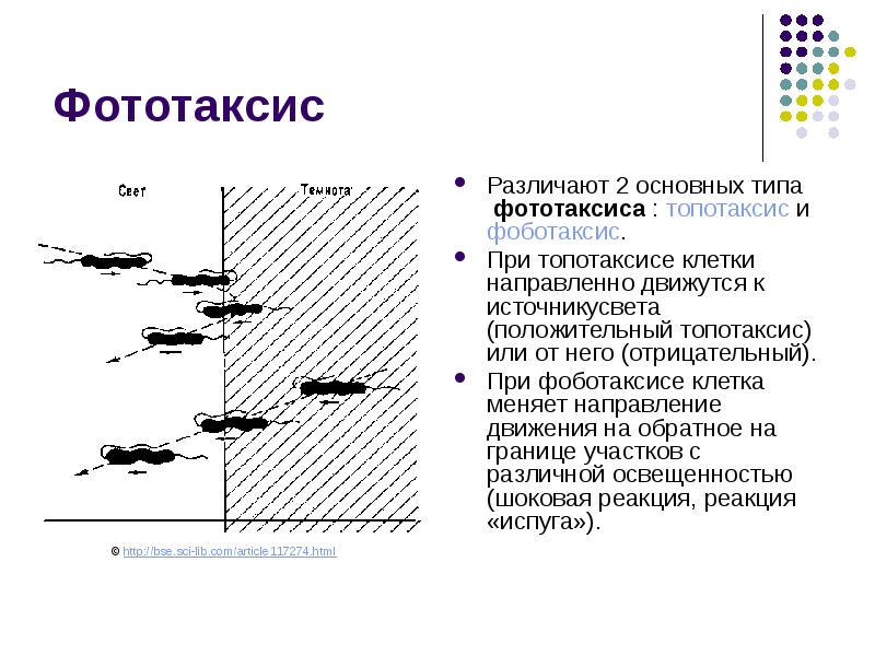 Способен к фототаксису