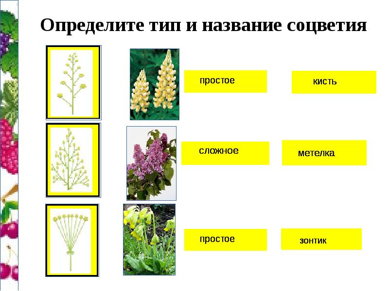 Как называется соцветие изображенное на фотографии