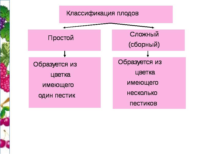 Соцветия и плоды