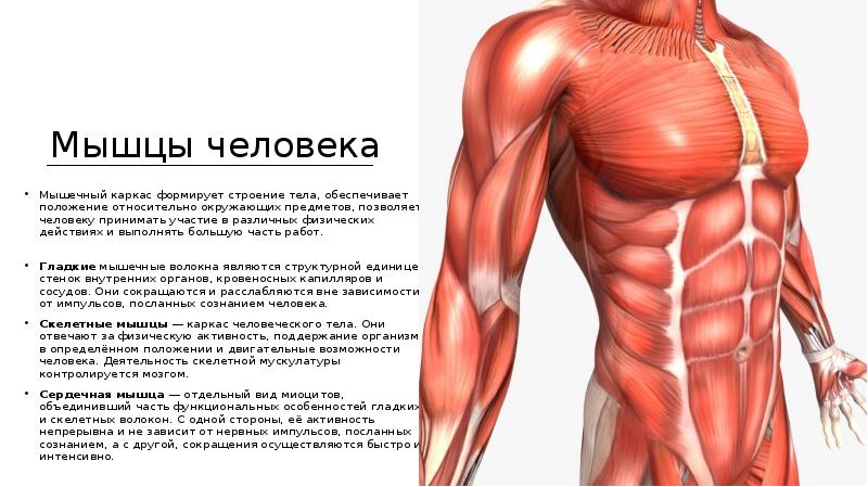 Большие мышцы человека. Мышцы презентация. Мышцы человека презентация. Мышцы человека не\. Самая тяжелая мышца в теле человека.