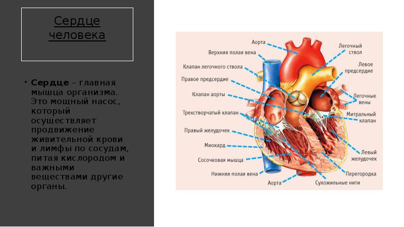 Проект сердце человека