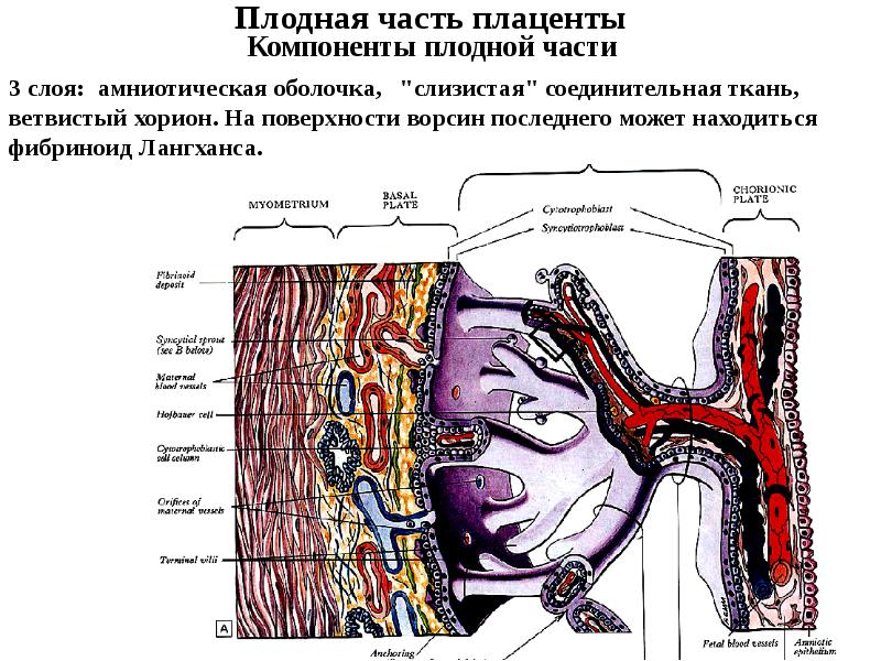 Эмбриогенез дыхательной системы презентация