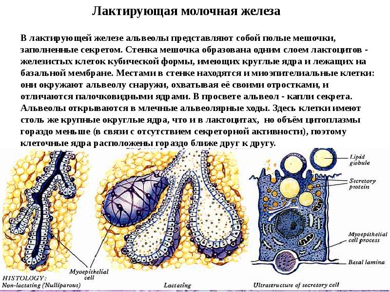 Стенка альвеолы состоит вымени