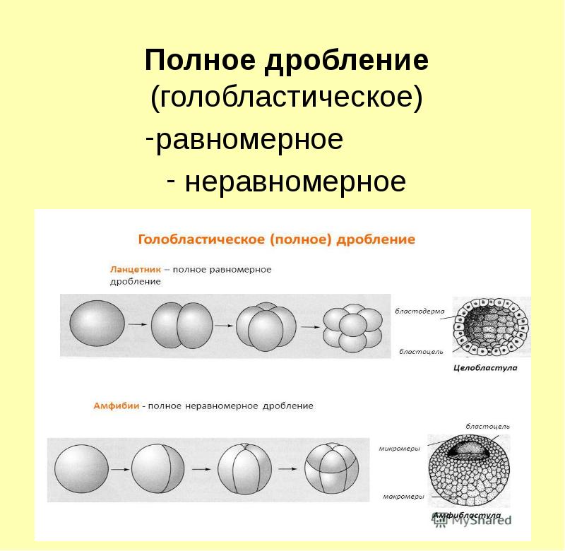 Деление клетки онтогенез. Эмбриогенез яйцеклетка. Стадия дробления эмбриогенеза. Яйцеклетки полное равномерное дробление. Таблица стадия эмбриогенеза дробление.