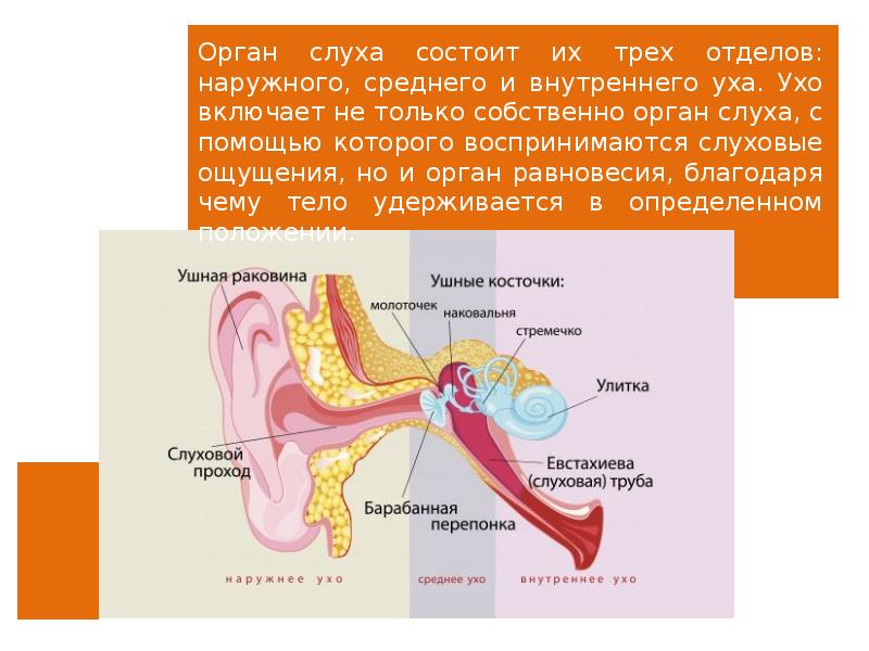 Строение слухового отдела уха слуховой анализатор презентация