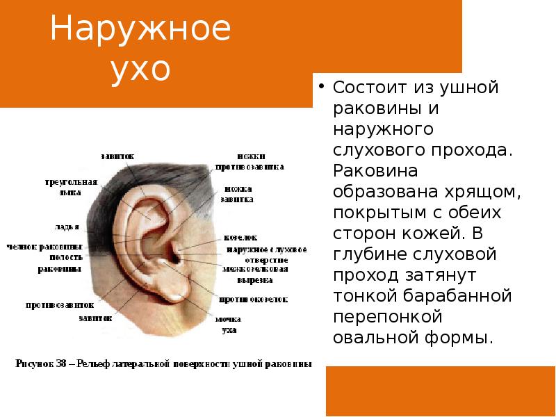 Ушные раковины образованный. Строение наружного уха. Строение наружного уха анатомия. Строение наружного уха человека. Ухо строение уха наружное.