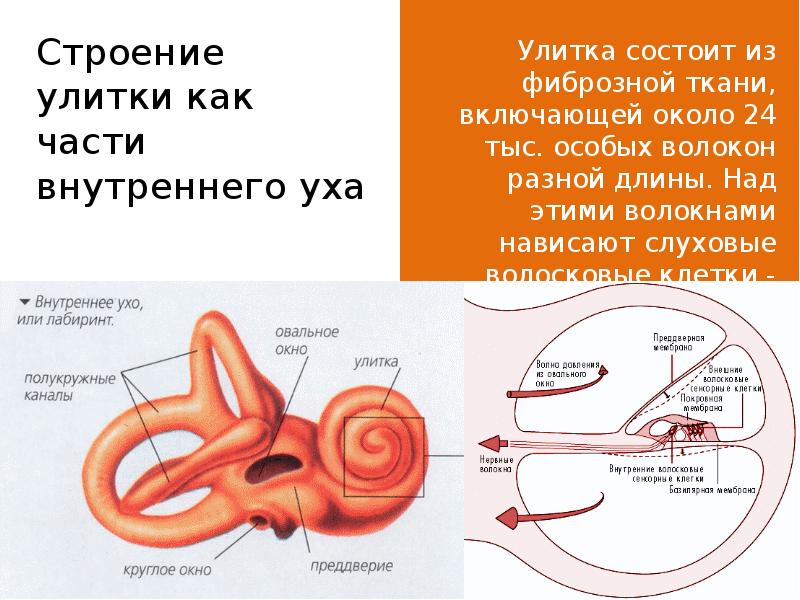 Строение слуховой улитки. Функция улитки слухового анализатора. Строение улитки внутреннего уха анатомия. Строение улитки внутреннего уха. Внутреннее ухо строение анатомия улитка.