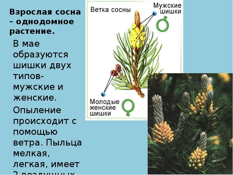 Голосеменные презентация 5 класс