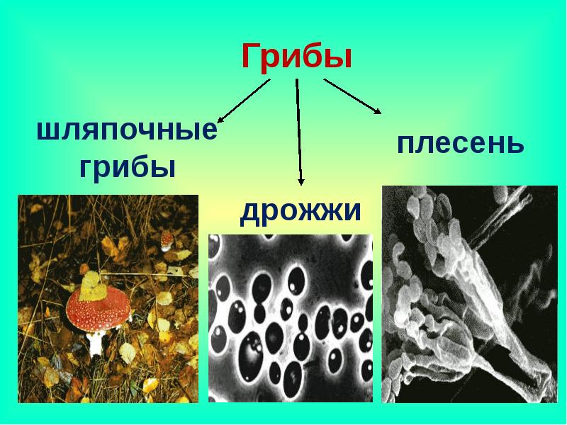 Грибы плесневые дрожжи схема