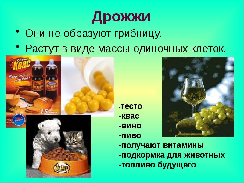 Дрожжи в живой природе. Грибницу дрожжи не образуют. Царство живой природы дрожжи. Влияние дрожжей на рост живой природы.