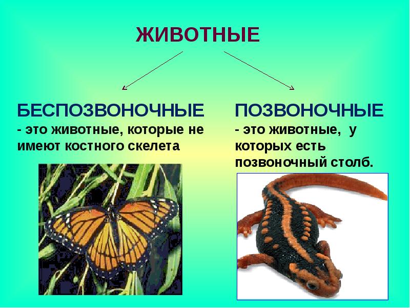 Позвоночные и беспозвоночные животные 3 класс презентация