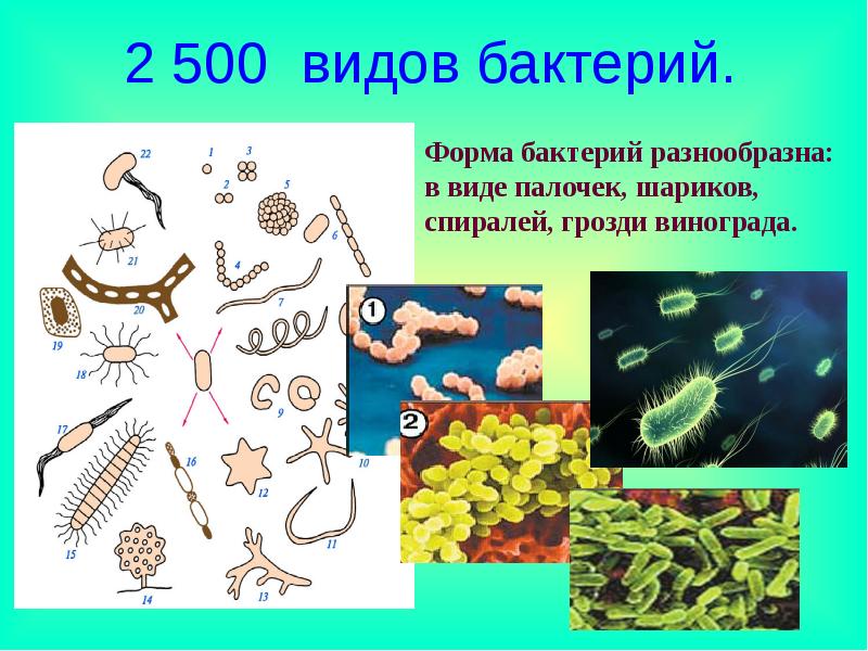 Бактерии картинки по биологии 5 класс