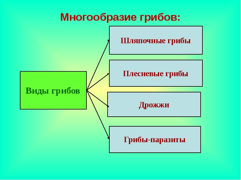 Схема многообразия грибов