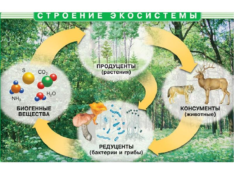 Презентация пищевые цепи 11 класс биология