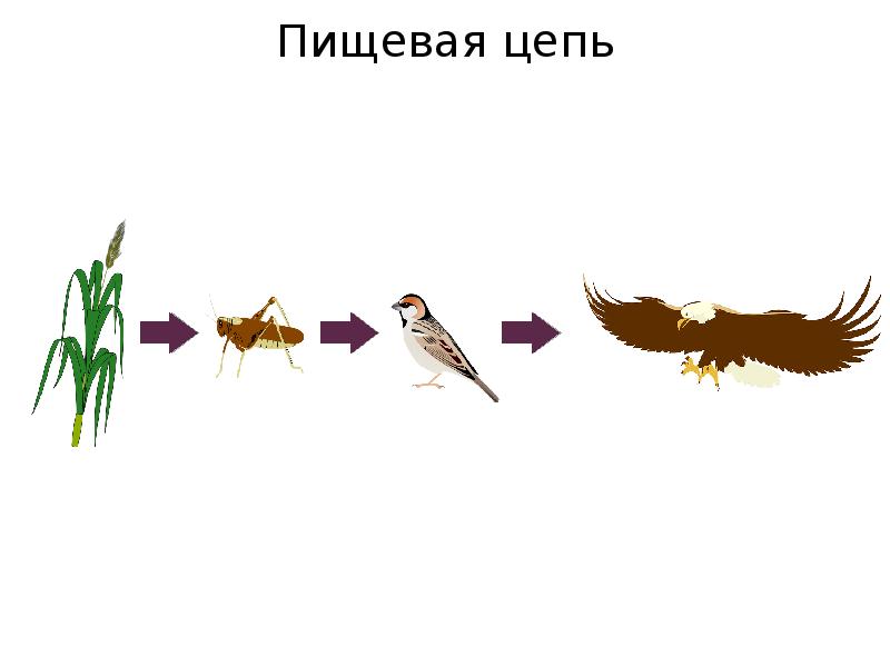 Пищевая цепочка презентация 5 класс