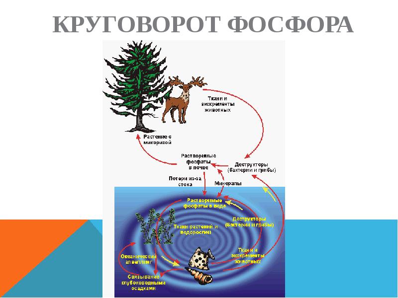 Круговорот веществ основа целостности биосферы 9 класс презентация