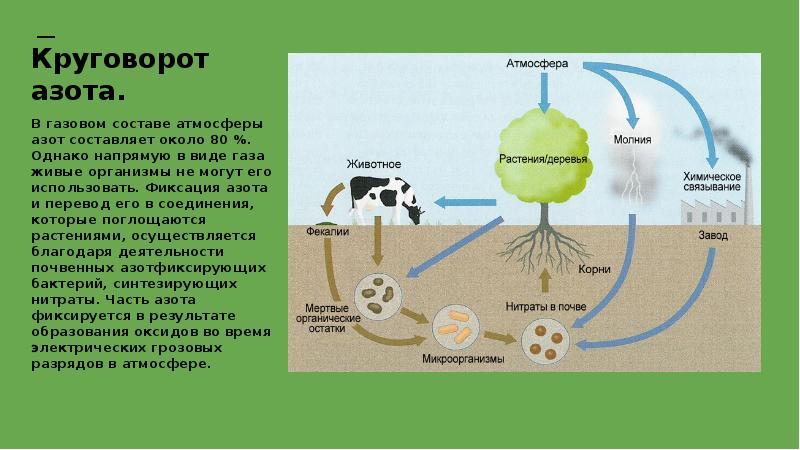 Роль живых организмов в биосфере схема