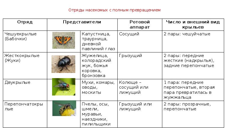 Дать характеристику насекомые с полным превращением. Отряды насекомых таблица. Отряды насекомых с полным превращением. Отряды насекомых с полным метаморфозом. Отряды насекомых схема.