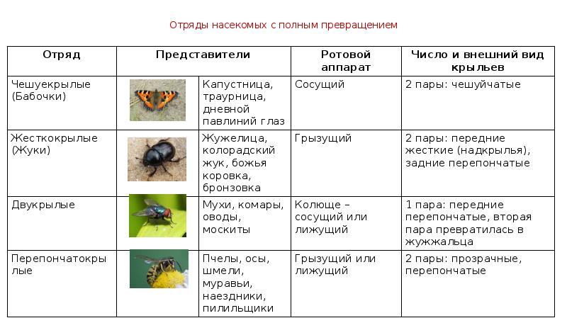 Отряды насекомых название