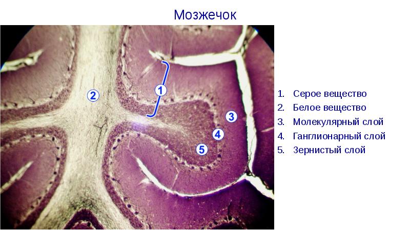 Мозжечок гистология рисунок