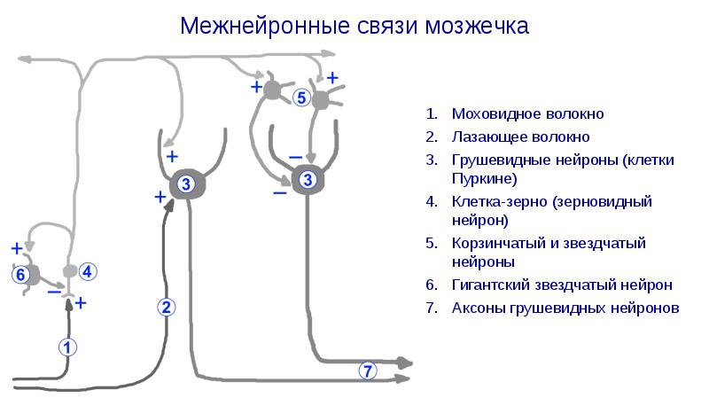 Схема межнейронных связей в коре мозжечка