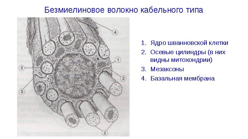 Безмиелиновые нервные волокна рисунок