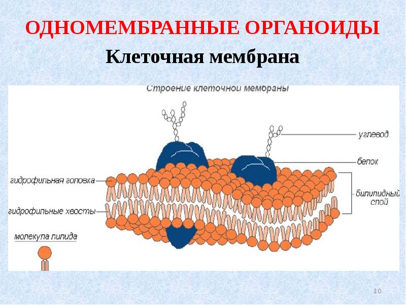 Органоиды клетки фото